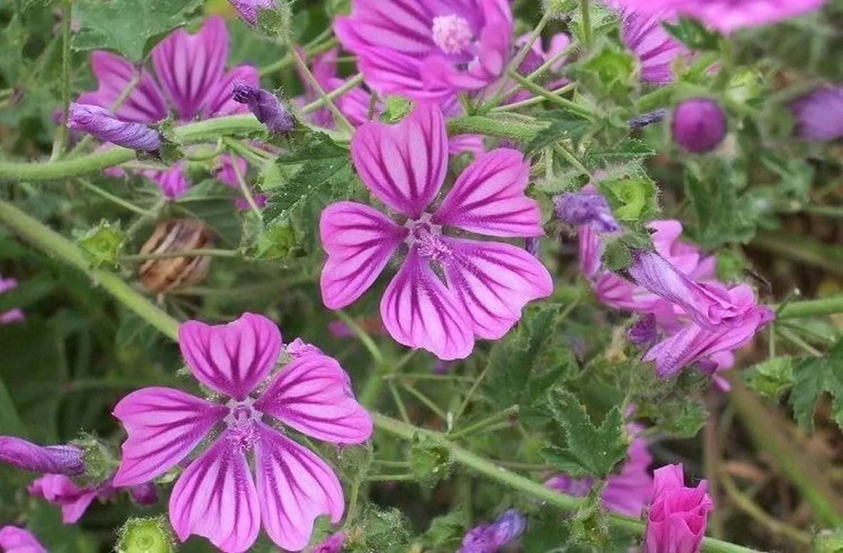 Pianta della malva