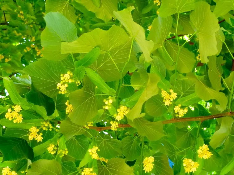 tisana