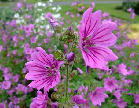 tisana di malva