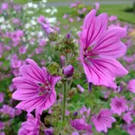 tisana di malva