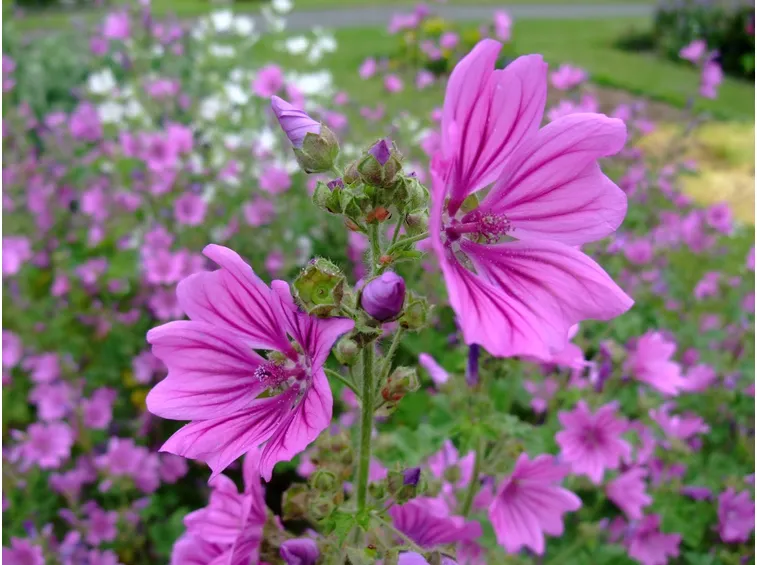 tisana di malva