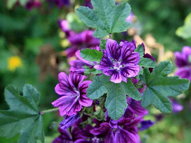tisana di malva