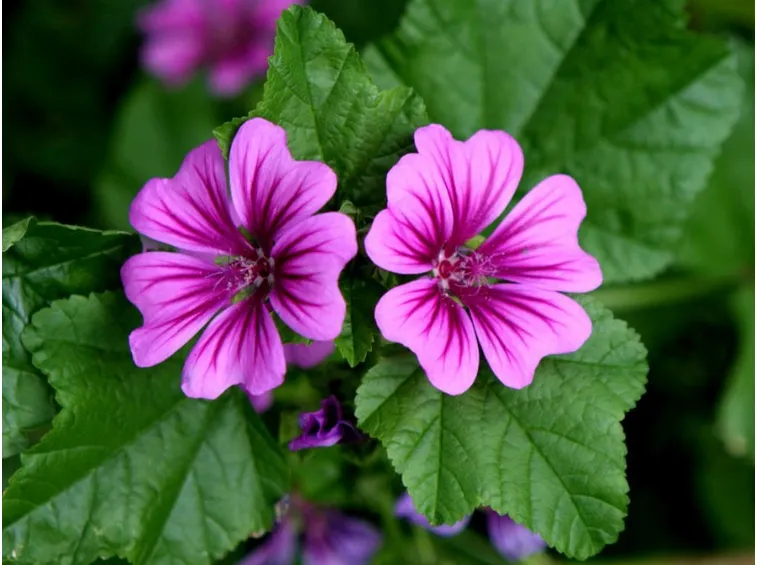 malva