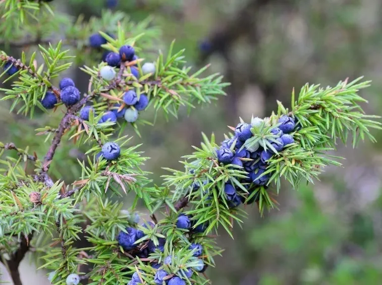 Bacche di ginepro, riconoscibili per il colore blu-violaceo
