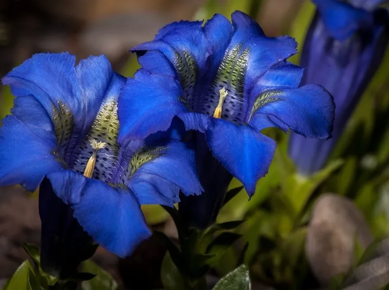 Fiori di genziana