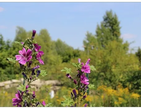 pianta di malva