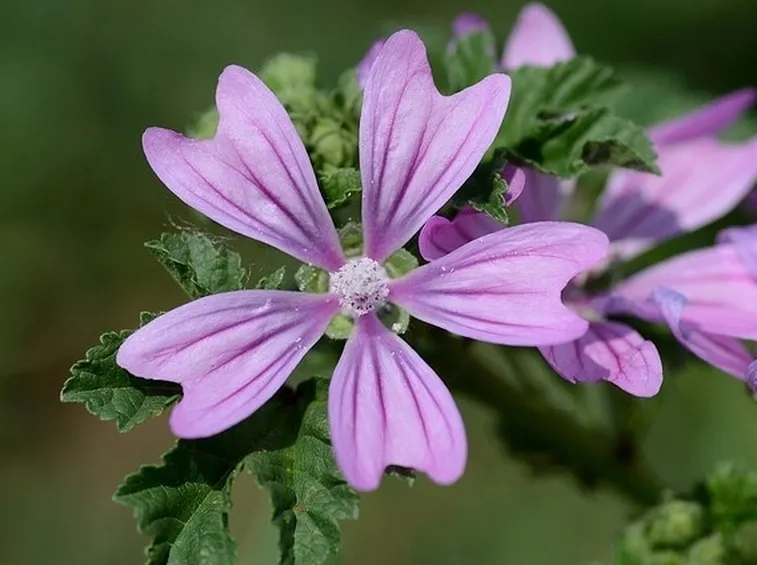 fiore di malva