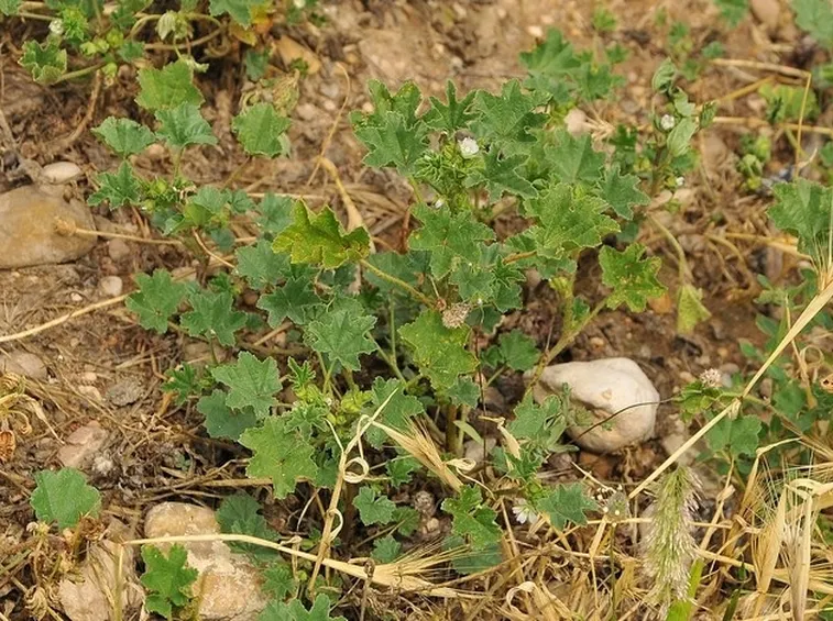 Foglie di malva