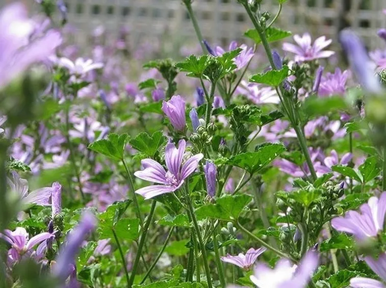 campo di malva