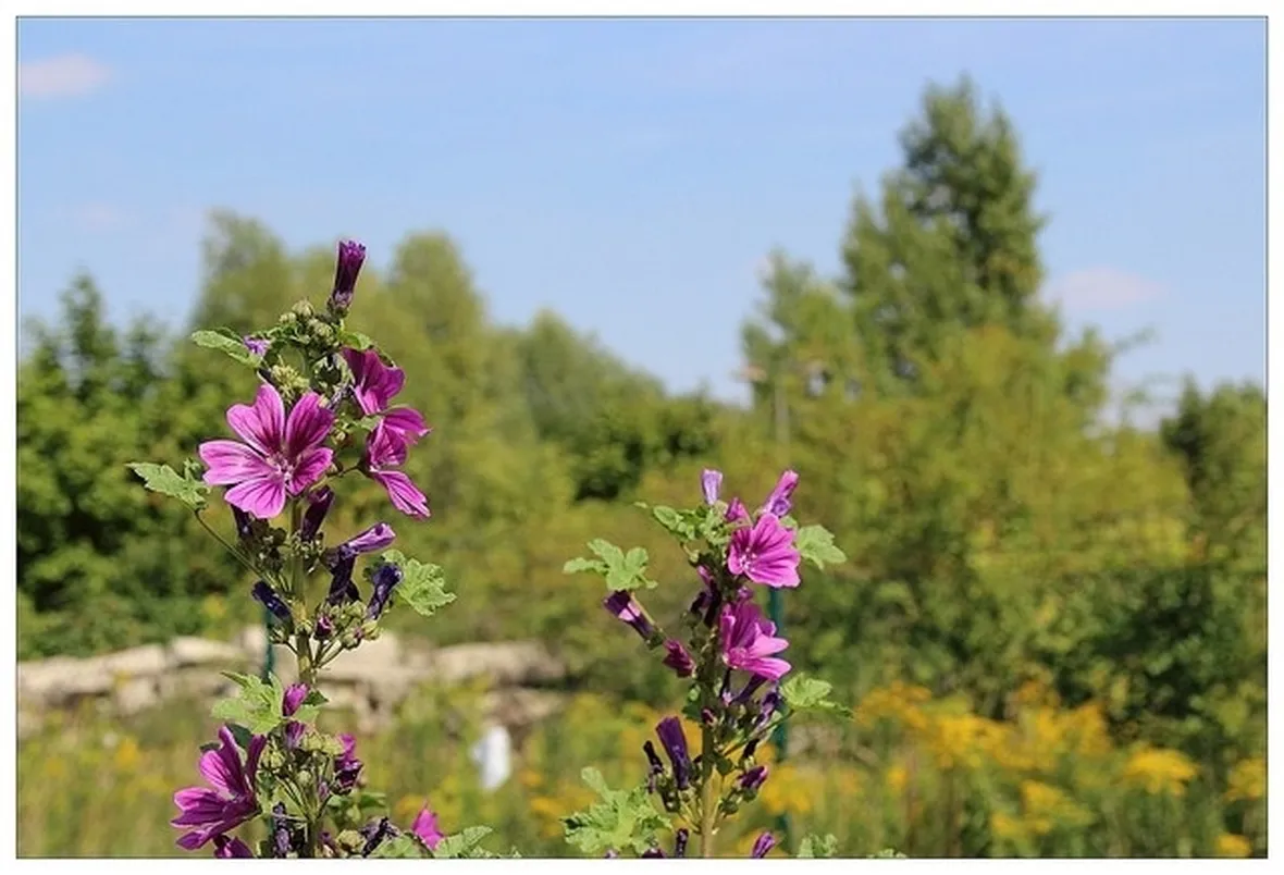 pianta di malva