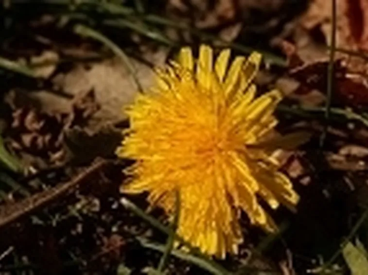 tisane anticellulite2