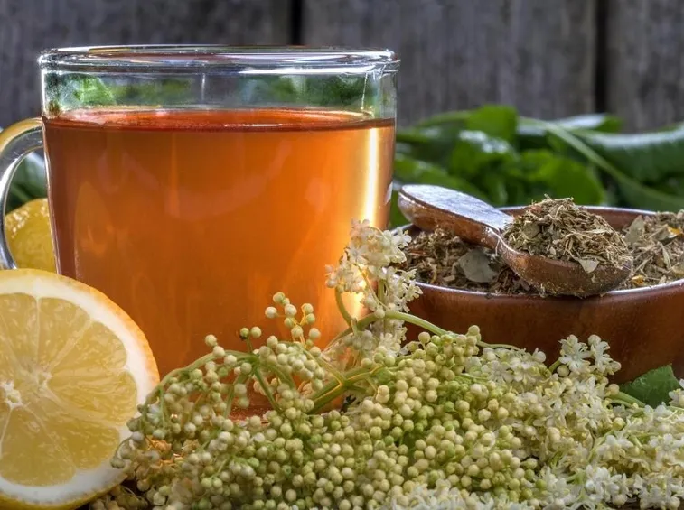 tisane e infusi in gravidanza