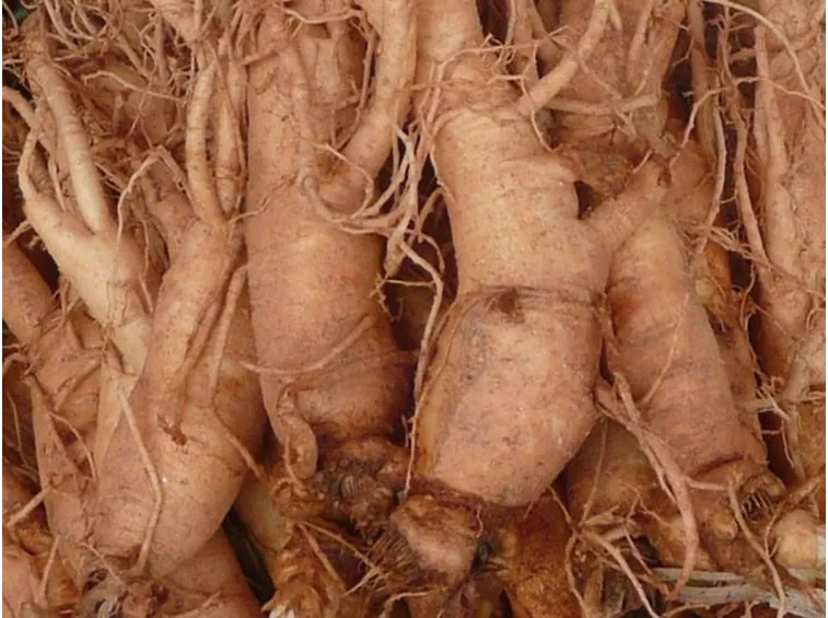 radice di ginseng per infuso