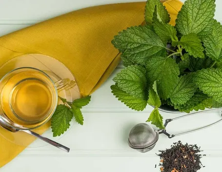 tisane melissa
