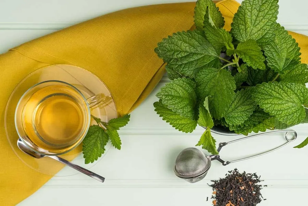 tisane melissa