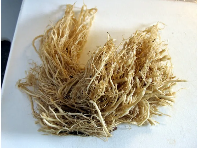 Radici di valeriana