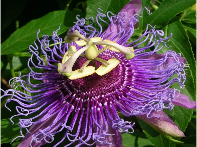 Fiore di passiflora