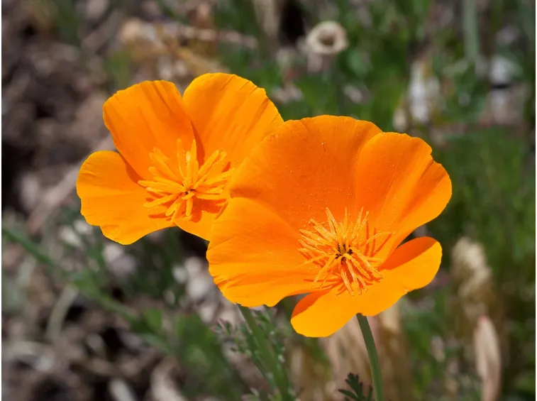 Fiori di escolzia