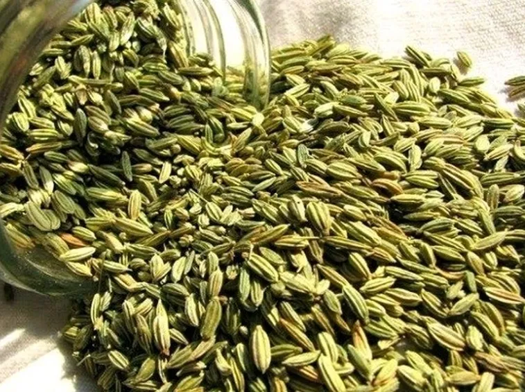 Semi di finocchio