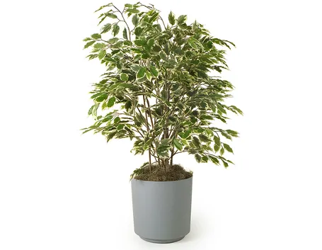 ficus 