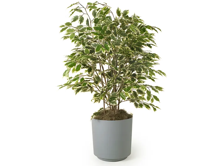 ficus 