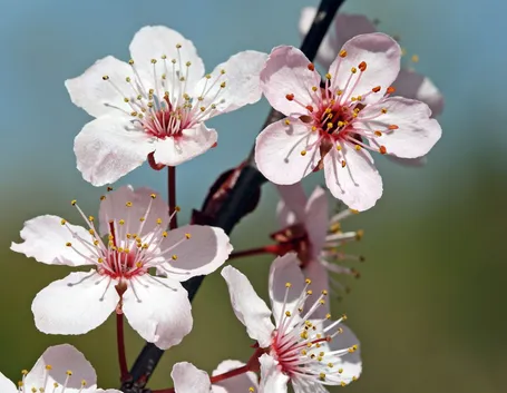 I fiori e le loro caratteristiche