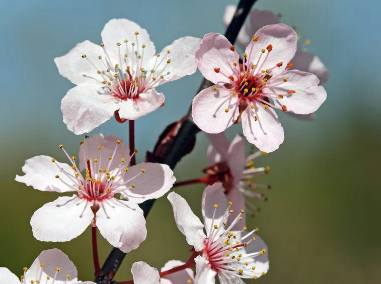 I fiori e le loro caratteristiche