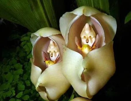 Fiori dalle forme strane