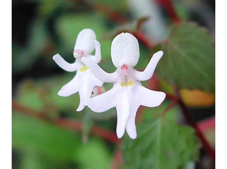 Impatiens Bequaertii