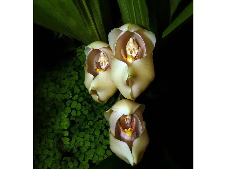 Anguloa uniflora
