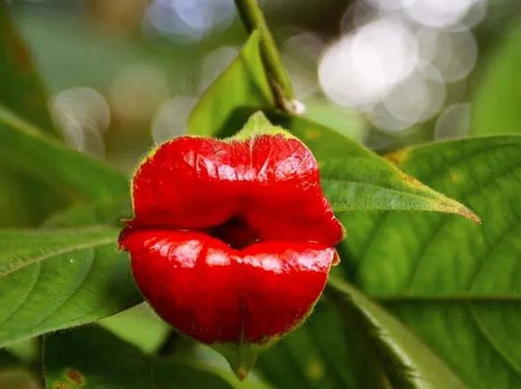 Psychotria Elata