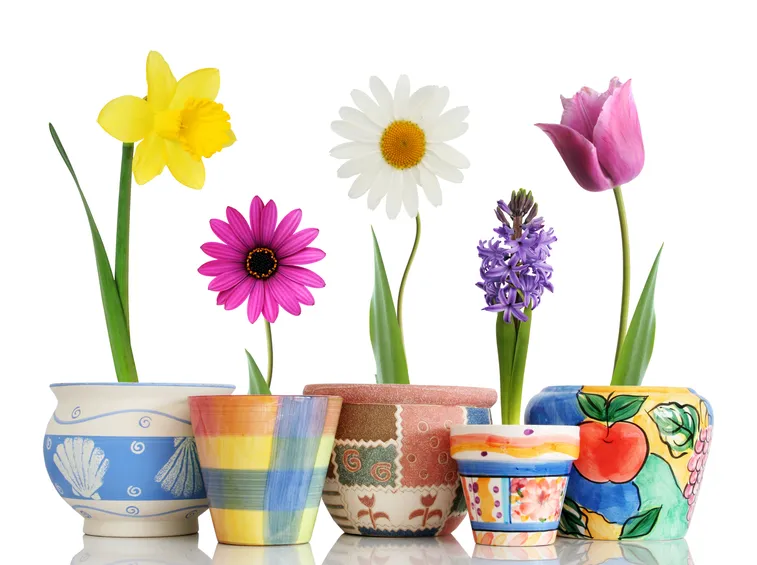 vasi di fiori colorati