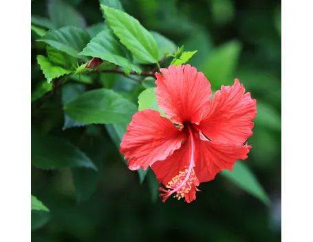 ibisco