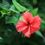 ibisco