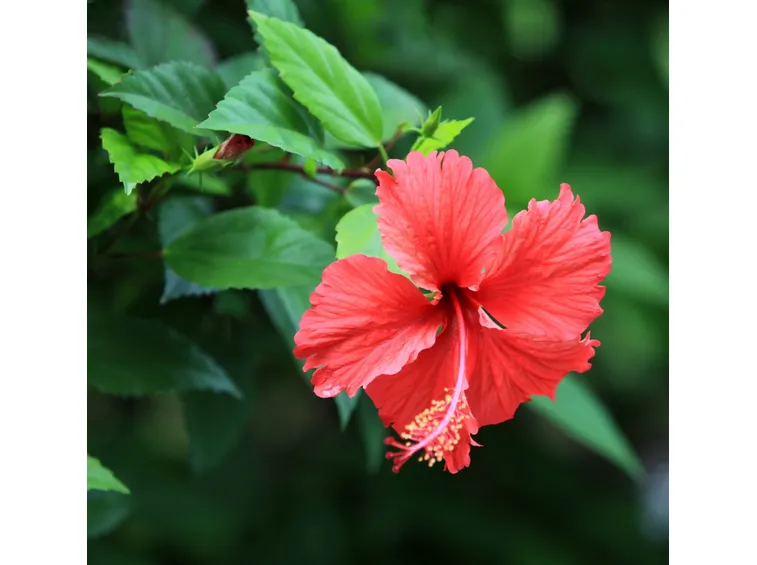 ibisco