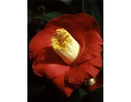 foto camelia japonica
