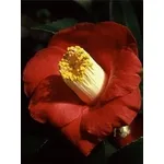 foto camelia japonica