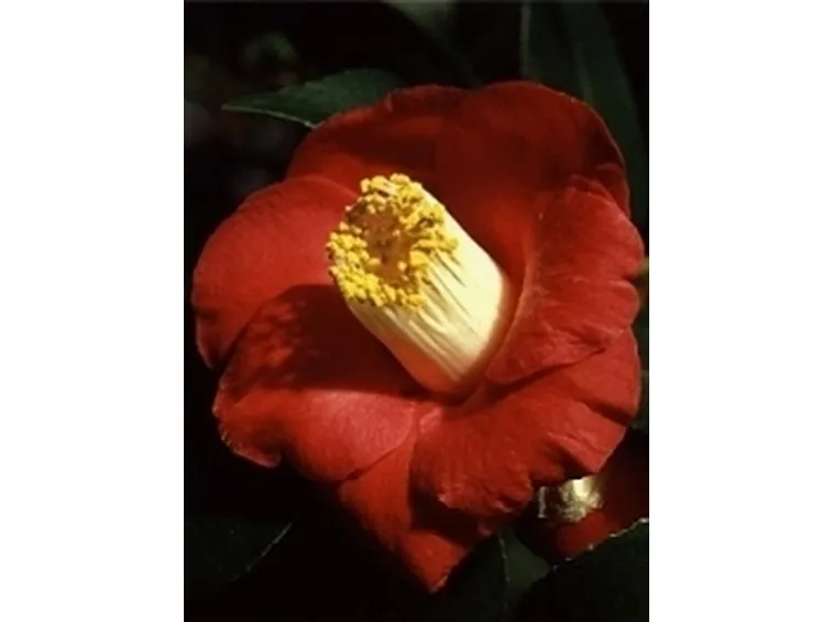 foto camelia japonica