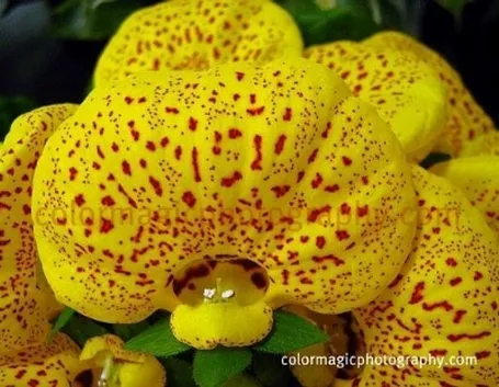 calceolaria