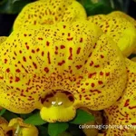 calceolaria