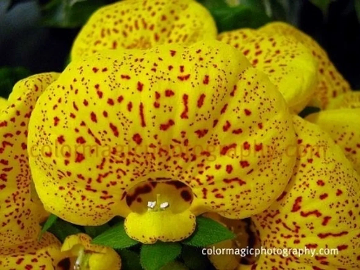 calceolaria