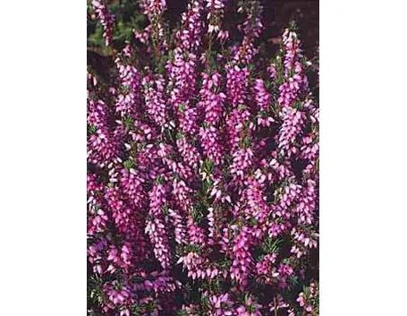 Foto calluna vulgaris