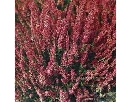 calluna vulgaris
