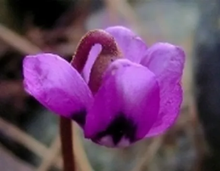 ciclamino