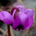 ciclamino