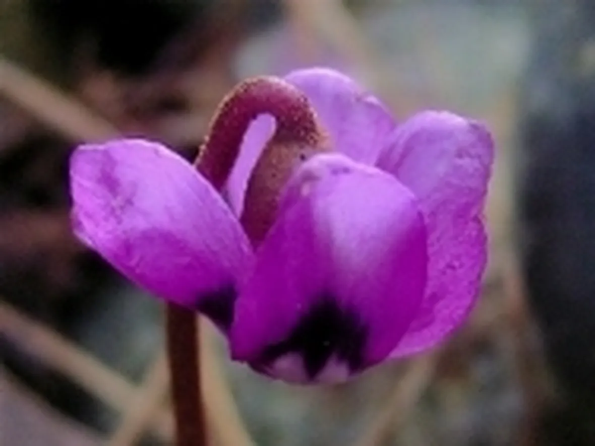 ciclamino
