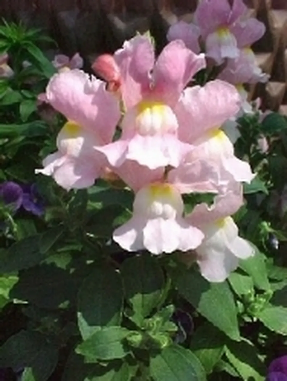 bocche di leone