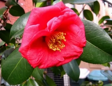 camelia