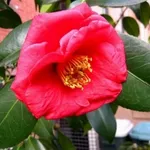 camelia