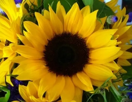 foto girasole